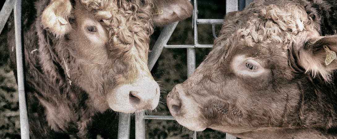 cows in feedlot