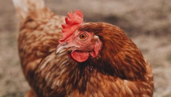 chicken on brown background