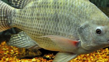nile tilapia