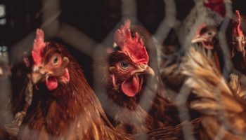 chickens behind chicken wire