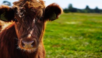 young cow in field