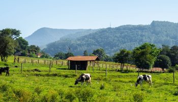 cows-in-field-with-hut
