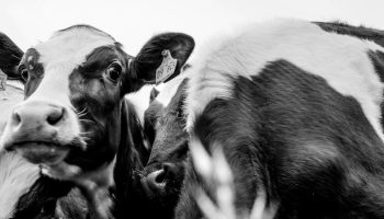 cows closeup grayscale